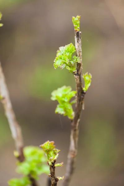 Branch of current bush in spring — Stock Photo, Image