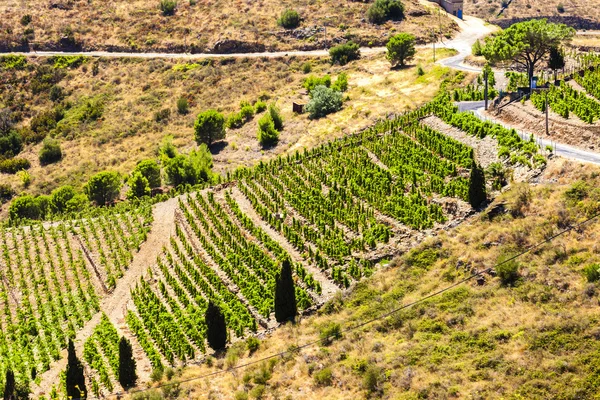 Vineyard on Cote Vermeille near Port-Vendres, Languedoc-Roussill — Stock Photo, Image