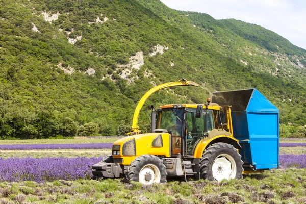 Cosecha de lavanda, Ródano-Alpes, Francia — Foto de Stock