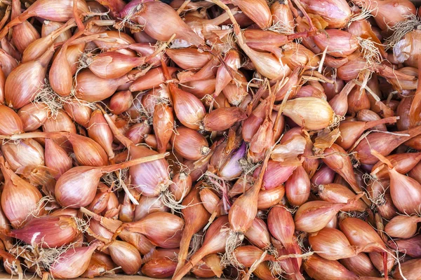 Shallots, market in Forcalquier, Provence, France — Stock Photo, Image