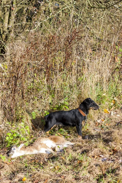 Perro de caza con una captura — Foto de Stock