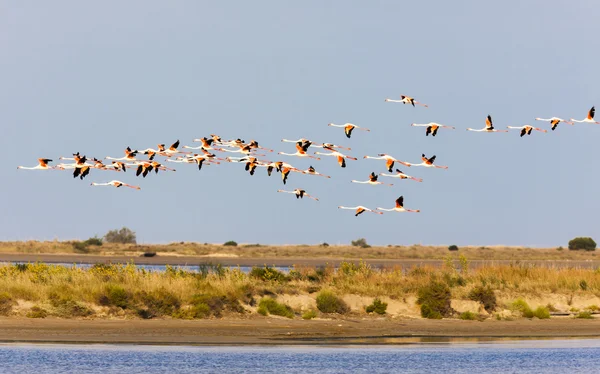 Flamingolar, camargue, provence, Fransa — Stok fotoğraf