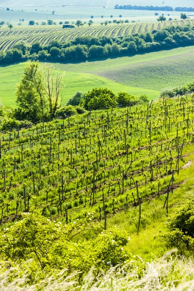 Widok z jecmeniste winnicy, region Znojemski, Republika Czeska — Zdjęcie stockowe