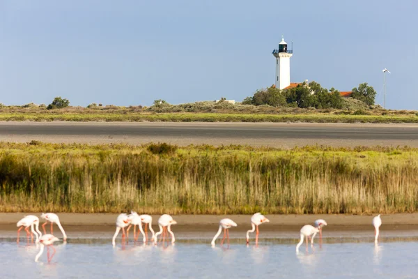 Flamingos and Gacholle lighthouse, Parc Regional de Camargue, Pr — Stock Photo, Image