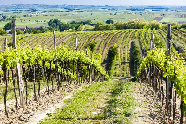 Nézd a Szőlőbirtok közelében Unterretzbach, Alsó-Ausztria, Ausztria — Stock Fotó