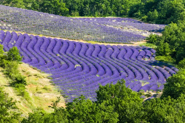 Lavendelveld, Provence, Frankrijk — Stockfoto