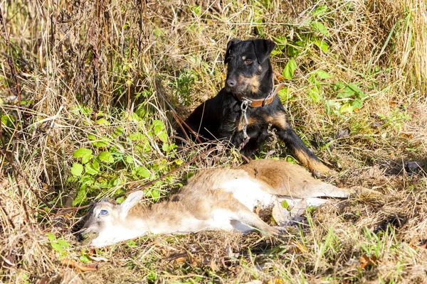 Perro de caza con una captura — Foto de Stock