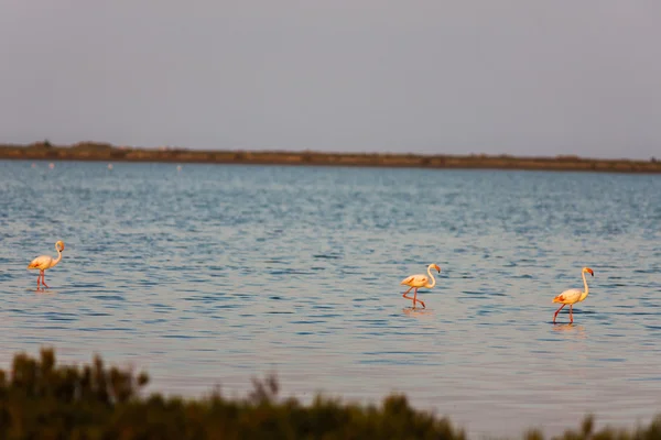 Flamingos in Camargue, Provence, France — Stock Photo, Image