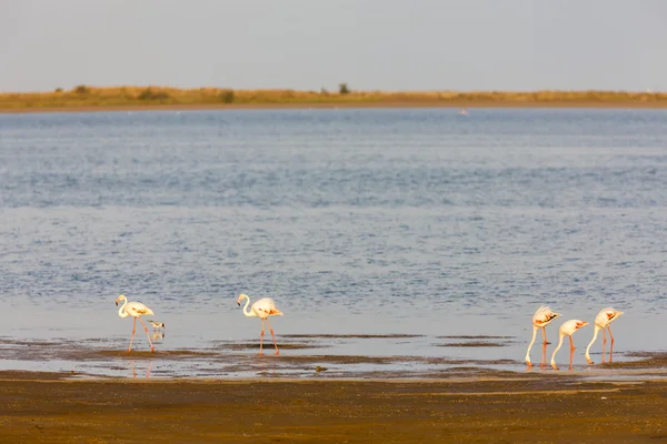 Plameňáci v camargue, provence, Francie — Stock fotografie