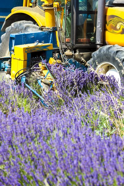 Raccolta della lavanda, Rhone-Alpes, Francia — Foto Stock