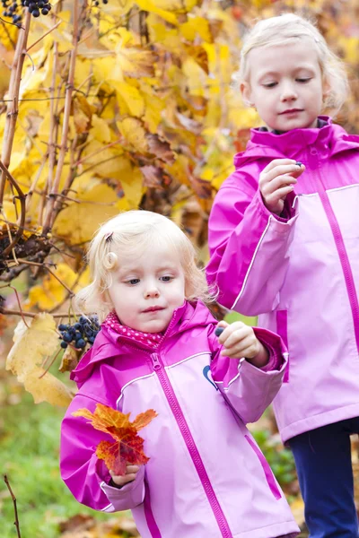 Little girls with grape in autumnal vineyard — Stock Photo, Image