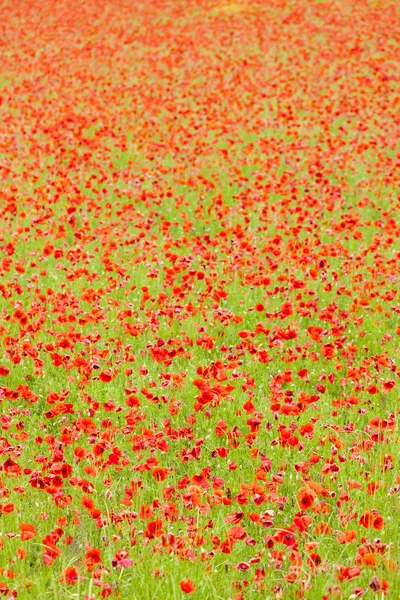 Meadow of red poppies — Stock Photo, Image