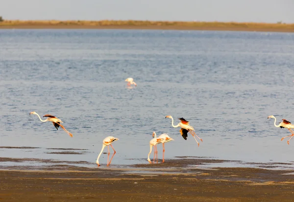 Flamingos in Camargue, Provence, Frankreich — Stockfoto