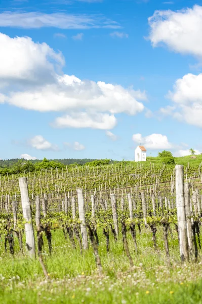 Vigneto primaverile vicino a Hnanice, Moravia meridionale, Repubblica Ceca — Foto Stock