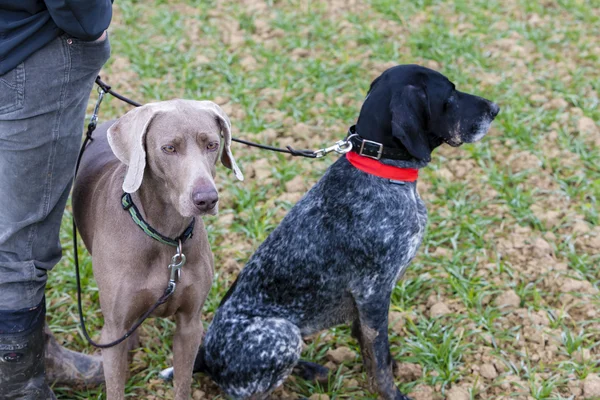 Perros de caza con cazador — Foto de Stock