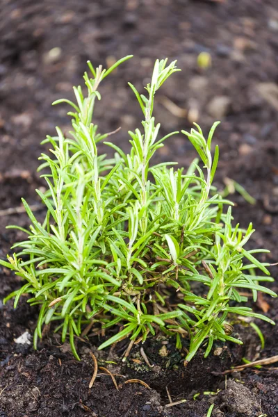 Herbs in garden - rosemary — Stock Photo, Image