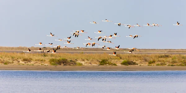 Flamingos em Camargue, Provence, Francia — Fotografia de Stock