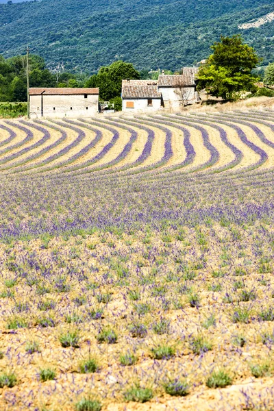 Campo de lavanda, Provence, França — Fotografia de Stock