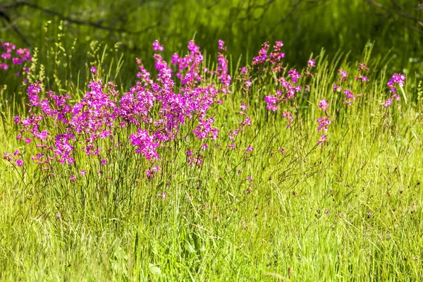 花草甸视图 — 图库照片