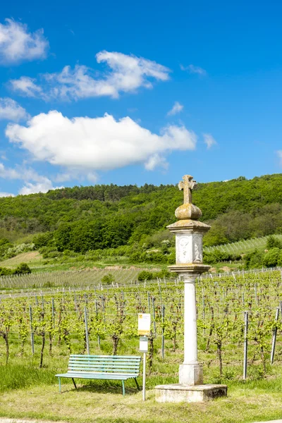 Виноградник возле Реца, Нижняя Австрия — стоковое фото