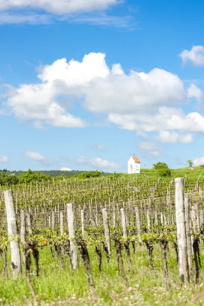 Våren vingård nära Hnanice, Södra Mähren — Stockfoto