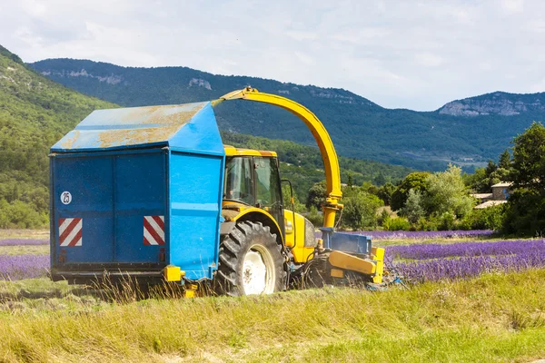 Colheita de lavanda, Rhone-Alpes, França — Fotografia de Stock