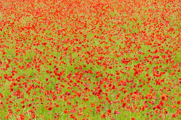 Meadow of red poppies — Stock Photo, Image