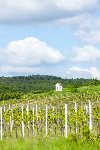 Spring vineyard near Hnanice, Southern Moravia — Stock Photo, Image