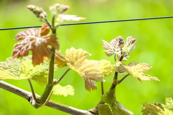 Gros plan de la vigne — Photo