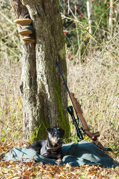 Lying hunting dog with a weapon — Stock Photo, Image