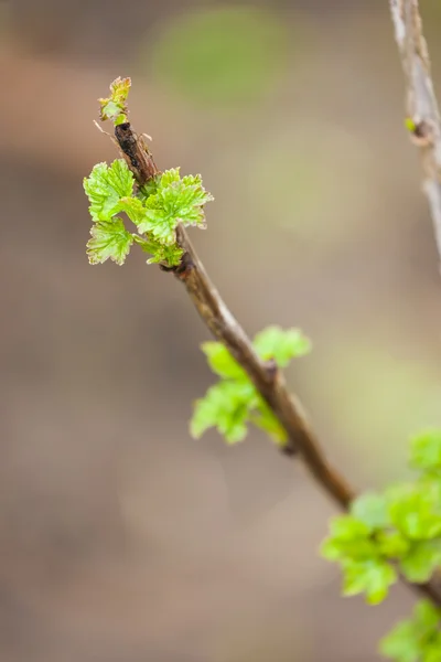 Branch of current bush in spring — Stock Photo, Image