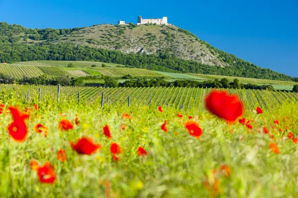 Ruínas do Castelo de Devicky com vinhas — Fotografia de Stock