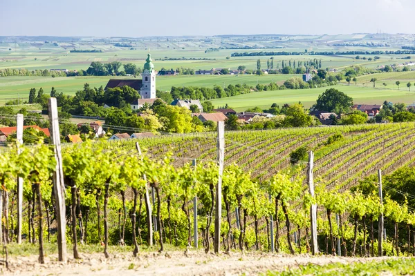 Wijngaard in de buurt van unterretzbach, Neder-Oostenrijk, Oostenrijk — Stockfoto