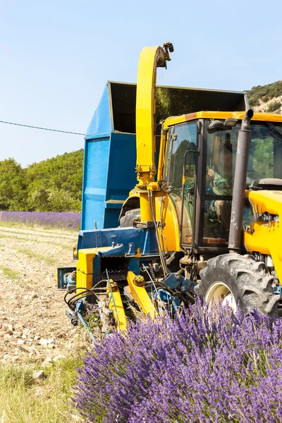 Lavendel oogst, Rhone-Alpes, Frankrijk — Stockfoto