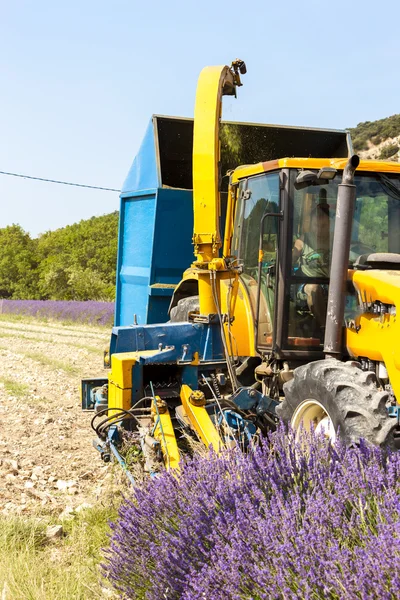 Raccolta della lavanda, Rhone-Alpes, Francia — Foto Stock