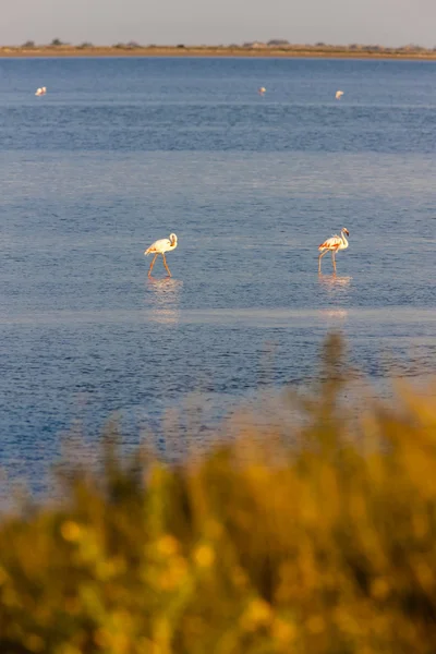 Flamingolar, camargue, provence, Fransa — Stok fotoğraf