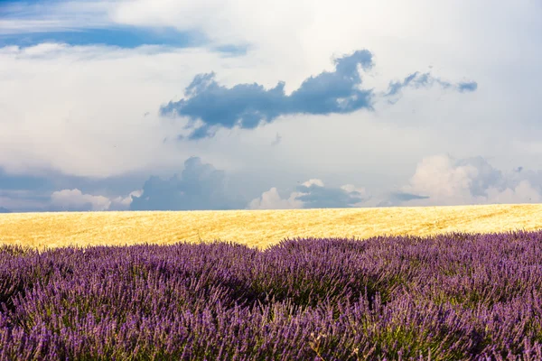 Lavanta ve tahıl alan, Provence, Fransa — Stok fotoğraf