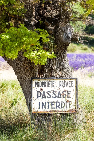 Träd och lavendel på bakgrund, Provence, Frankrike — Stockfoto