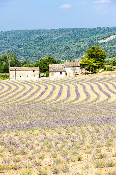 Lavendelveld, Provence, Frankrijk — Stockfoto