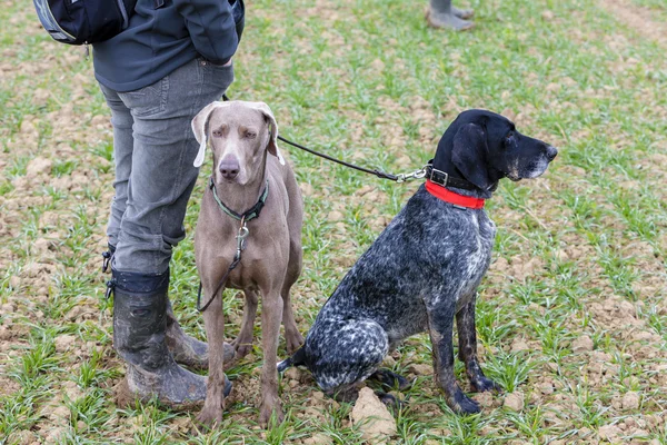 Hunting dogs with hunter — Stock Photo, Image