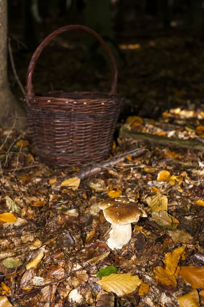 Edible mushroom in forest — Stock Photo, Image