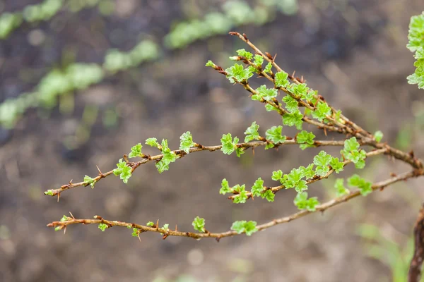 Branch of gooseberry bush in spring — Stock Photo, Image