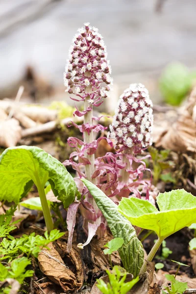 Butterbur dia tempo de exibição — Fotografia de Stock