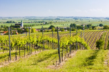 Vineyard yakınındaki unterretzbach, aşağı Avusturya, Avusturya