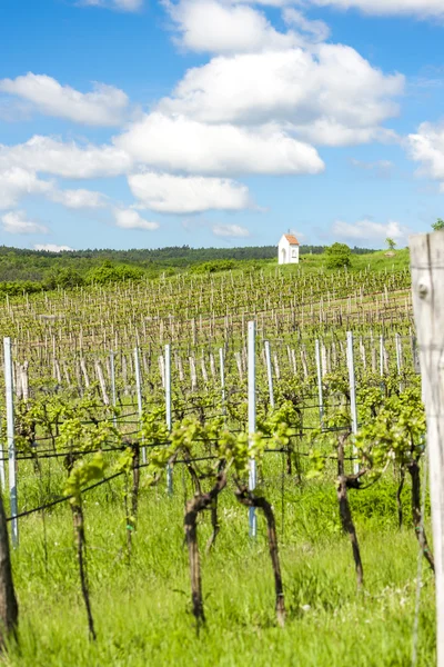Voorjaar wijngaard in de buurt van Hnanice, Zuid-Moravië, Tsjechië — Stockfoto