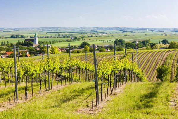 Vingård nära unterretzbach, Niederösterreich, Österrike — Stockfoto