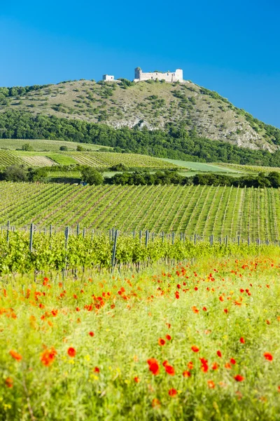 Rovine di Devicky Castle con vigneti, Repubblica Ceca — Foto Stock