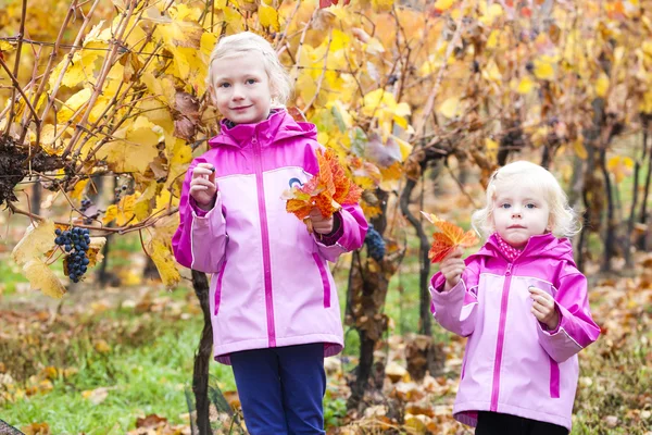 Little girls with grape in autumnal vineyard — Stock Photo, Image