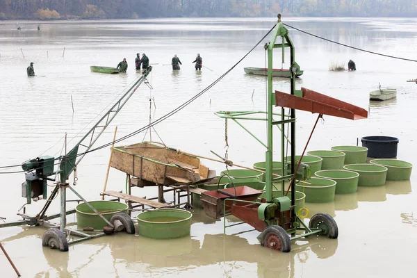 Harvesting pond — Stock Photo, Image