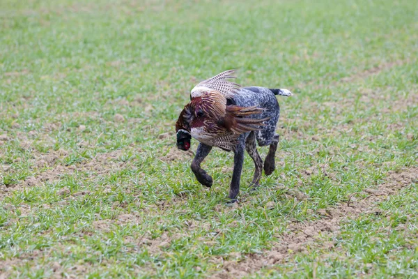 Hunting dog with a catch — Stock Photo, Image